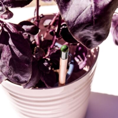 Crayon graines Chez DD